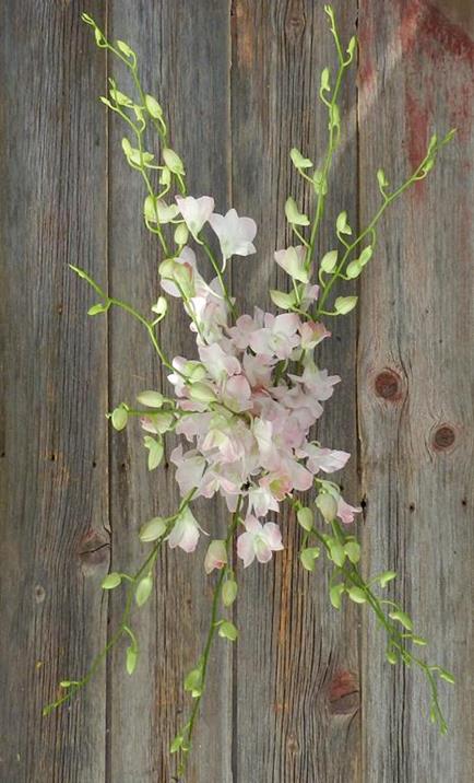 PINK DENDROBIUM ORCHID